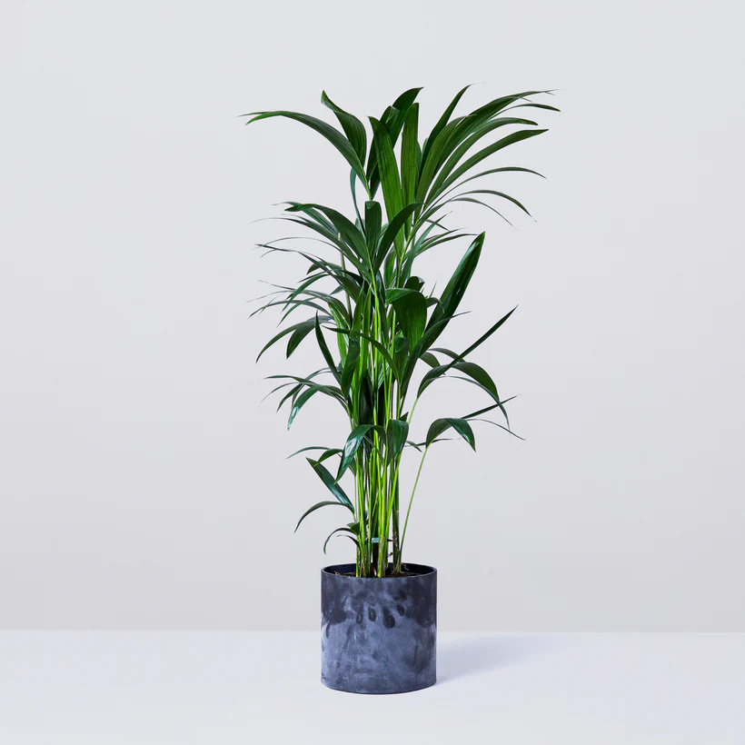plants
